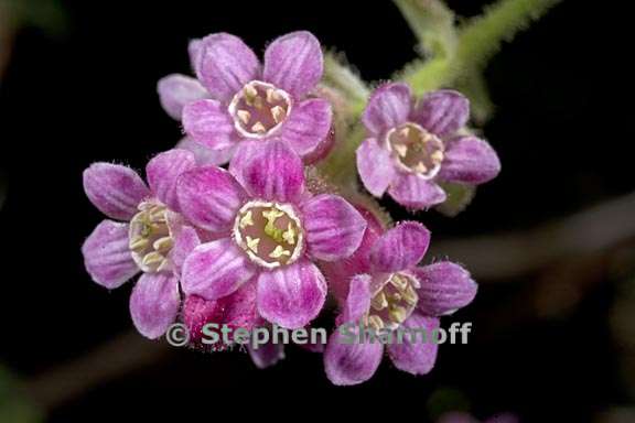 ribes sanguineum graphic